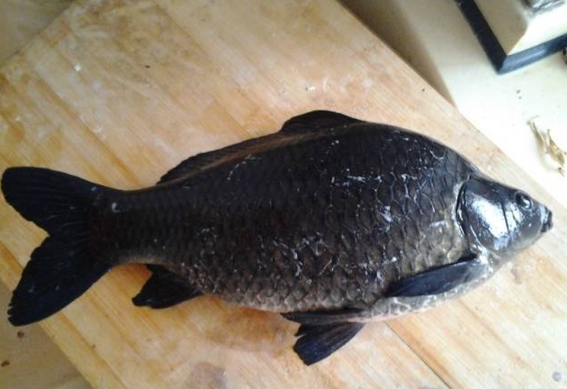 看到大鲫鱼就走不动了，立马买回去请大师做鱼拓