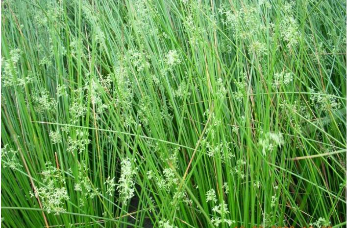 油灯中的灯草,油灯草功效作用