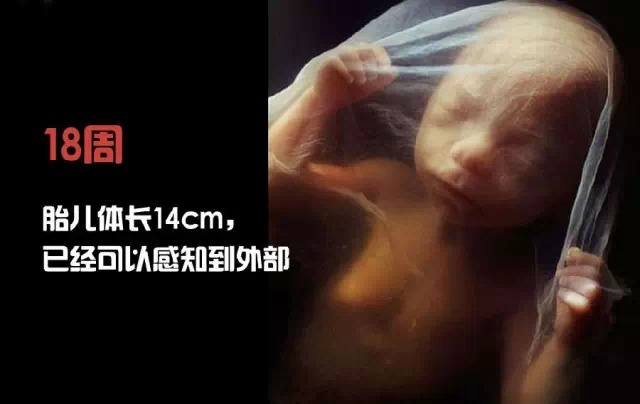 造人计划之前需要做的事,造人计划必须做的事