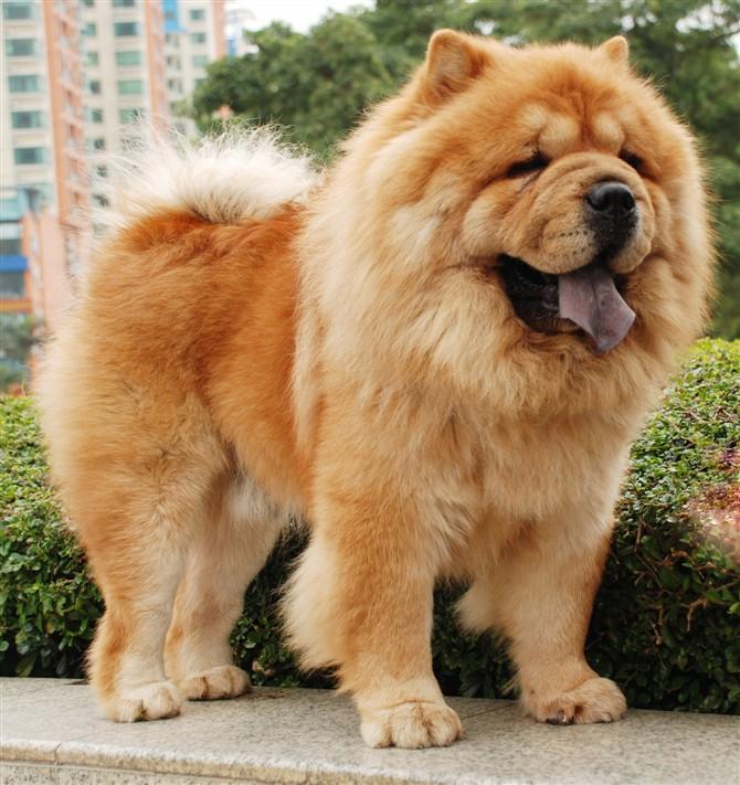 松狮霸气图片,松狮犬的特点有哪些