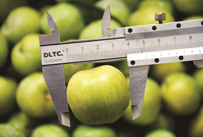 清镇酥李,贵阳特产之清镇酥李