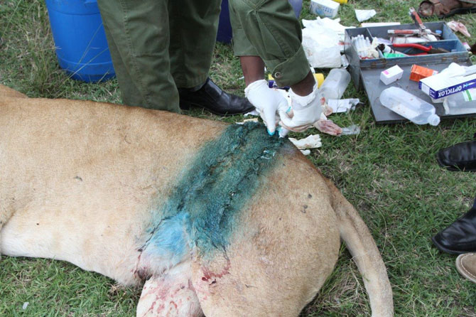 狮子受重伤狮群会怎样,狮子被一群犀牛攻击