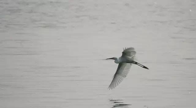中国古典诗歌中的植物意象,飞鸟意象的诗歌