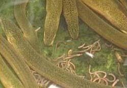 什么食物与黄鳝营养价值比较接近,黄鳝用什么煲汤好吃又营养价值高