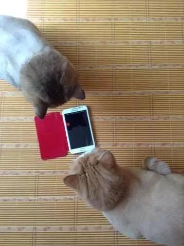 关于猫咪的9个app,喵星人铲屎官必备