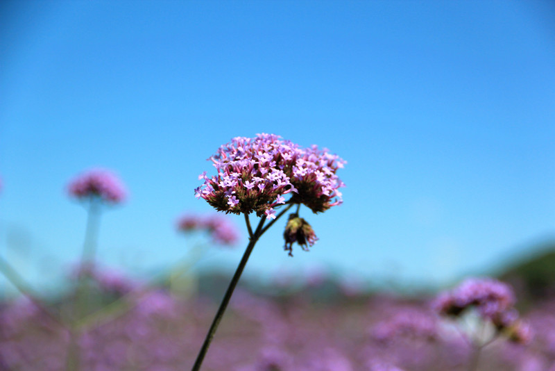 北京东方普罗旺斯薰衣草庄园,国外普罗旺斯薰衣草庄园夕阳