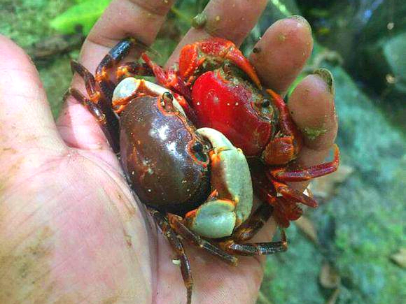 洞里发现玉石原石,洞里发现绿石