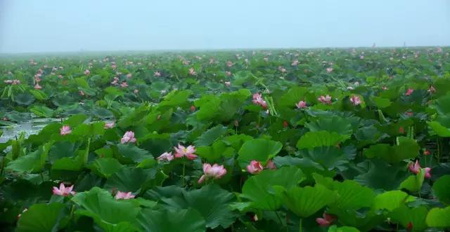 济宁微山湖荷花,济宁太白湖荷花现在开了吗