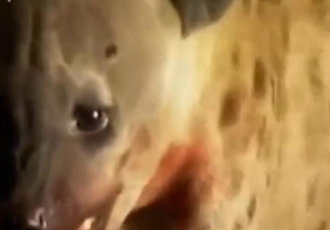 鬣狗吃小象的真实视频,鬣狗吃掉小象