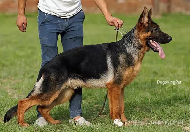 干将犬舍：魔力兹后代and皮诺后代