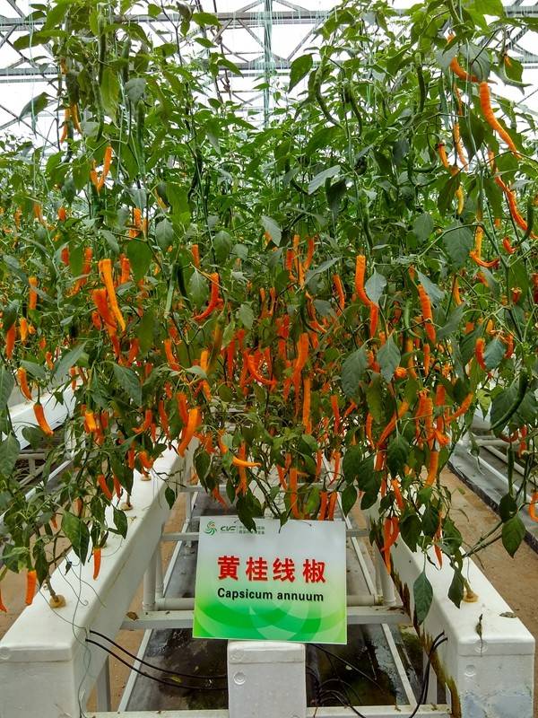 带上小蚁运动相机游潍坊（三）寿光菜博会