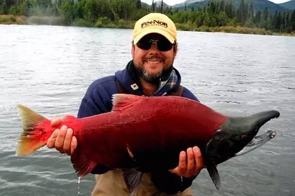 淡水三文鱼和虹鳟鱼的区别,三文鱼和淡水虹鳟的区别