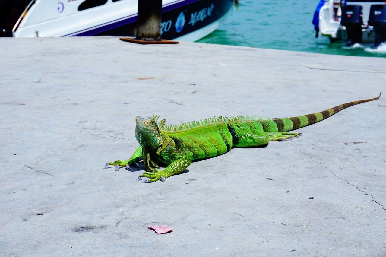 见摄者：普吉岛行之三珊瑚礁的梦，梦幻般的蓝，和蜥蜴面对面