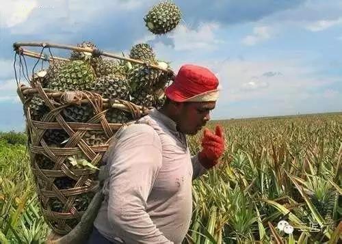 怎么分别凤梨和菠萝,凤梨和菠萝是同一个品种吗