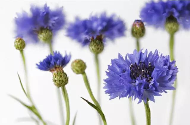 各国的国花及象征的寓意,全国各国的国花以及花语