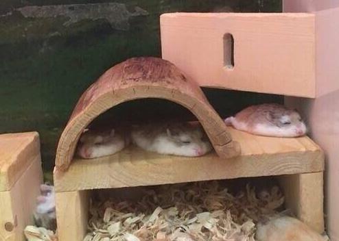 铲屎官回家看到这一幕,铲屎官回家的反应