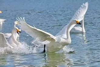 库尔的野天鹅|叶芝