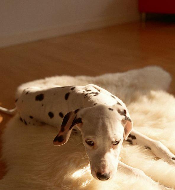 狗狗呕吐一直喝水是咋回事,狗狗呕吐喝水都会吐怎么办