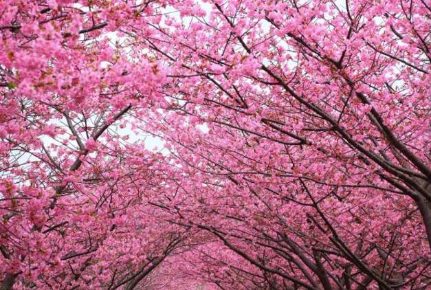 天津最迷人的樱花雨，愿你在花中起舞！