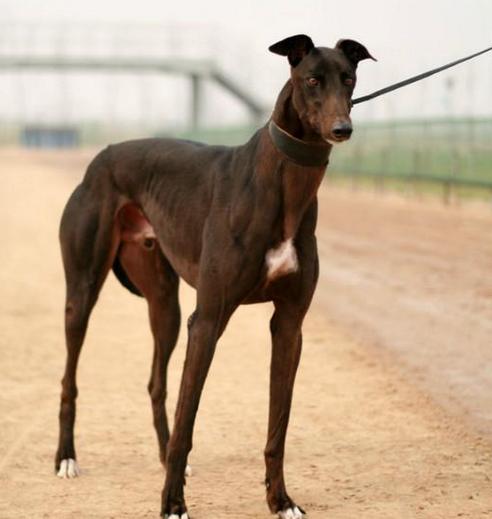 FCI的10个犬种组