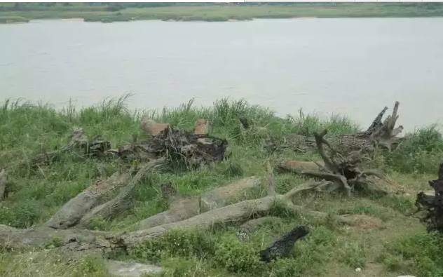 老宅发现100年前乌木,江西小山村挖出价值1亿的乌木