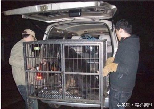 苦等主人的藏獒视频,苦等主人藏獒完整版