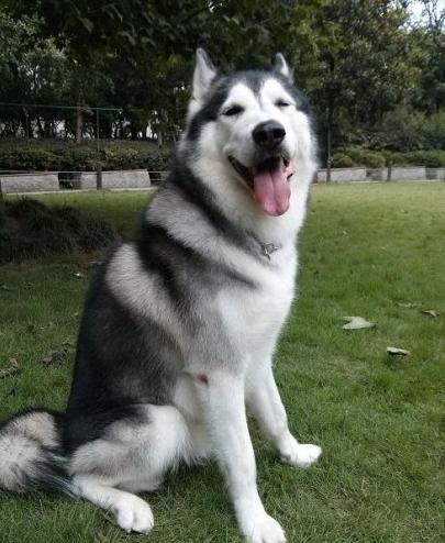 哈士奇吃东西怎么样,哈士奇吃食物时