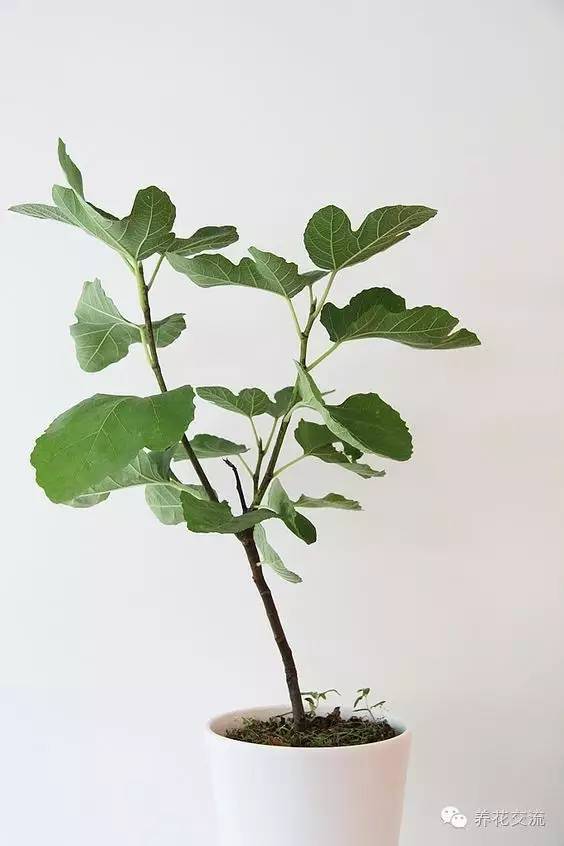 家庭的所有榕树盆栽,家庭养的榕树有什么品种