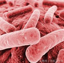 为什么革兰阴性菌可以使用青霉素,青霉素化不开怎么回事