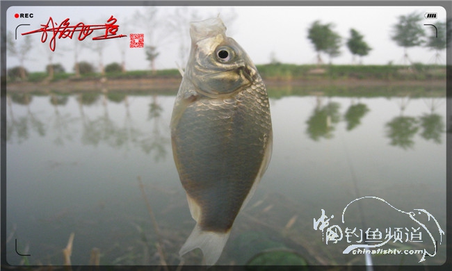 马踏湖国家湿地公园远足,马踏湖国家湿地公园游览路线