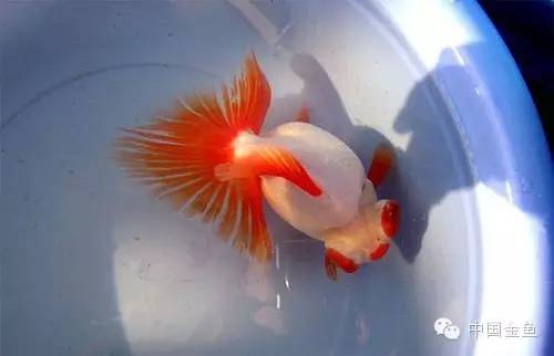 龙眼金鱼和蝶尾金鱼有什么区别,大尾金鱼品种图谱大全