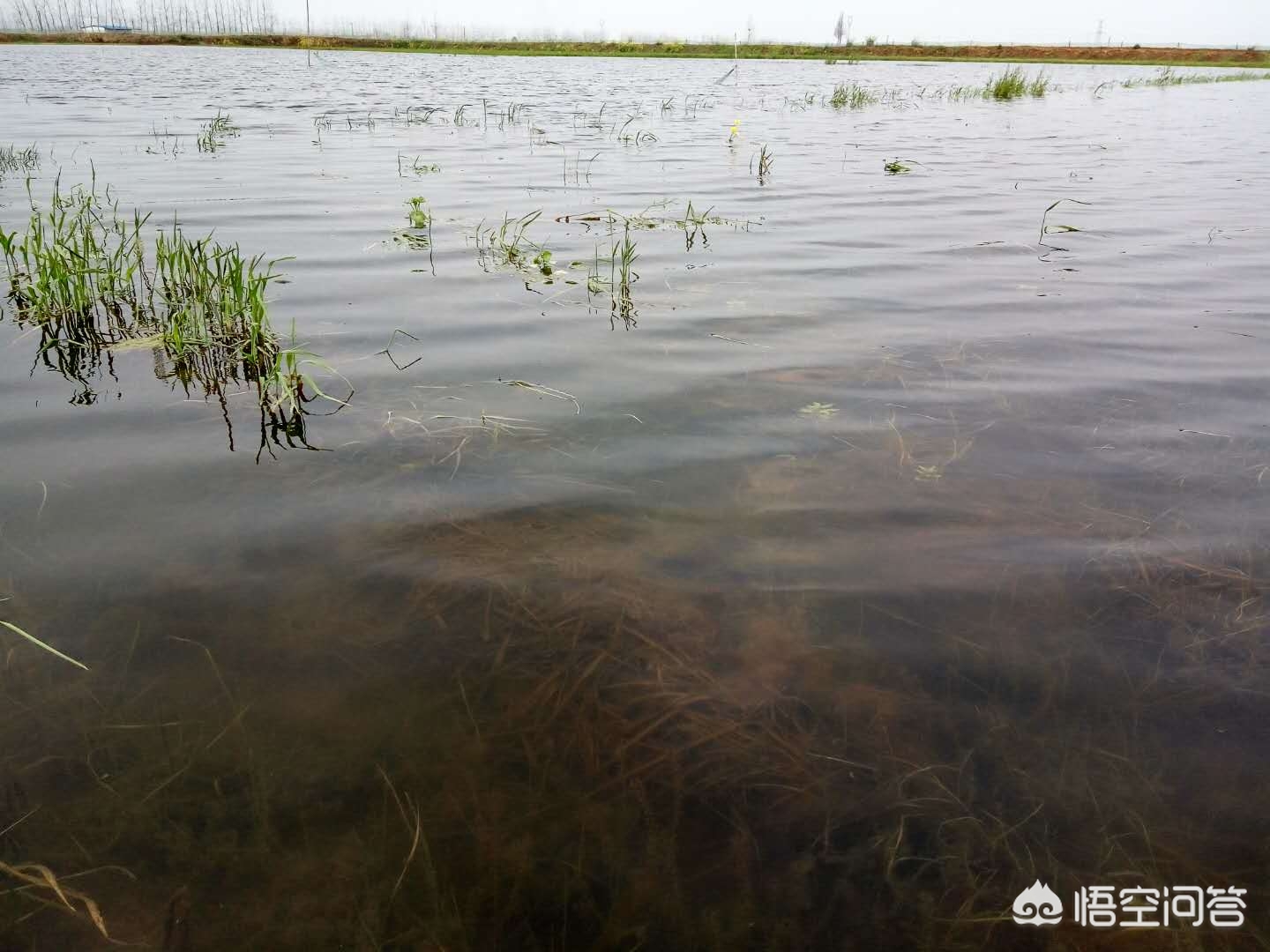 湾塘谷小龙虾报价,小龙虾养殖技术一亩地多少利润