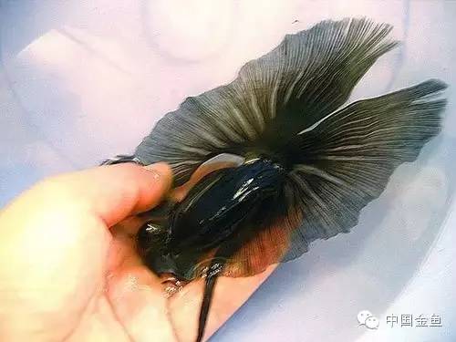 龙眼金鱼和蝶尾金鱼有什么区别,大尾金鱼品种图谱大全