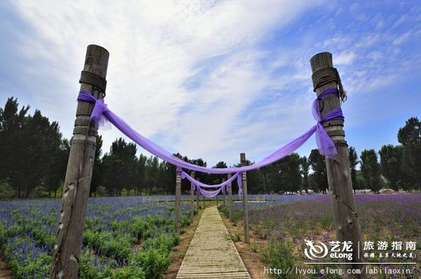 紫海香堤香草艺术庄园特色,紫海香堤香草艺术庄园怎么样