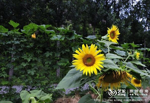 紫海香堤香草艺术庄园特色,紫海香堤香草艺术庄园怎么样