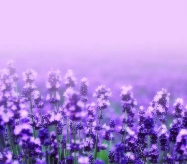 东方普罗旺斯紫色花海,普罗旺斯绚丽花海