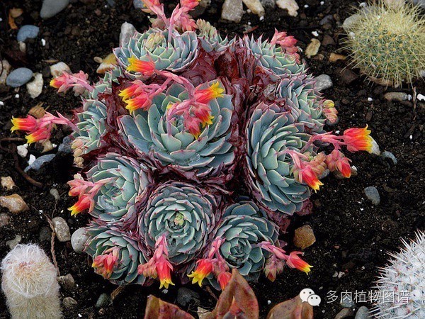 韩国精美多肉,欧美风多肉