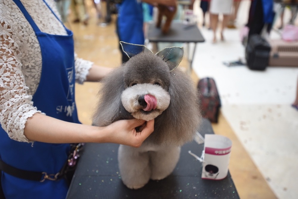 “源食”第五届中国宠物造型达人秀——哈尔滨赛区报道