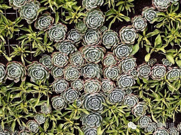 韩国精美多肉,欧美风多肉