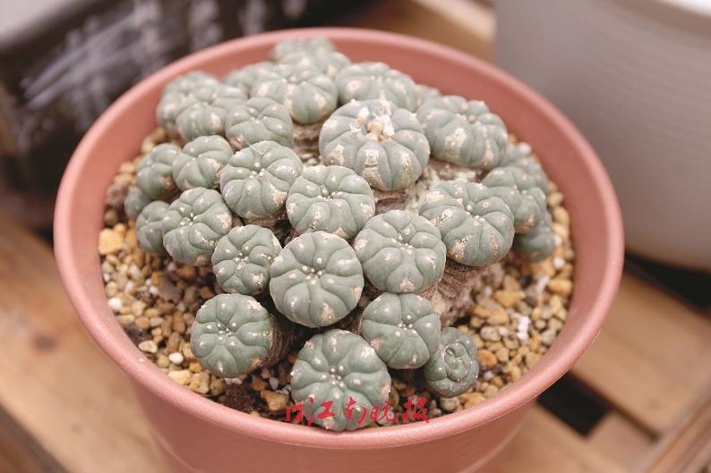 骨灰级玩家玩“萌肉”竟合伙*私走**