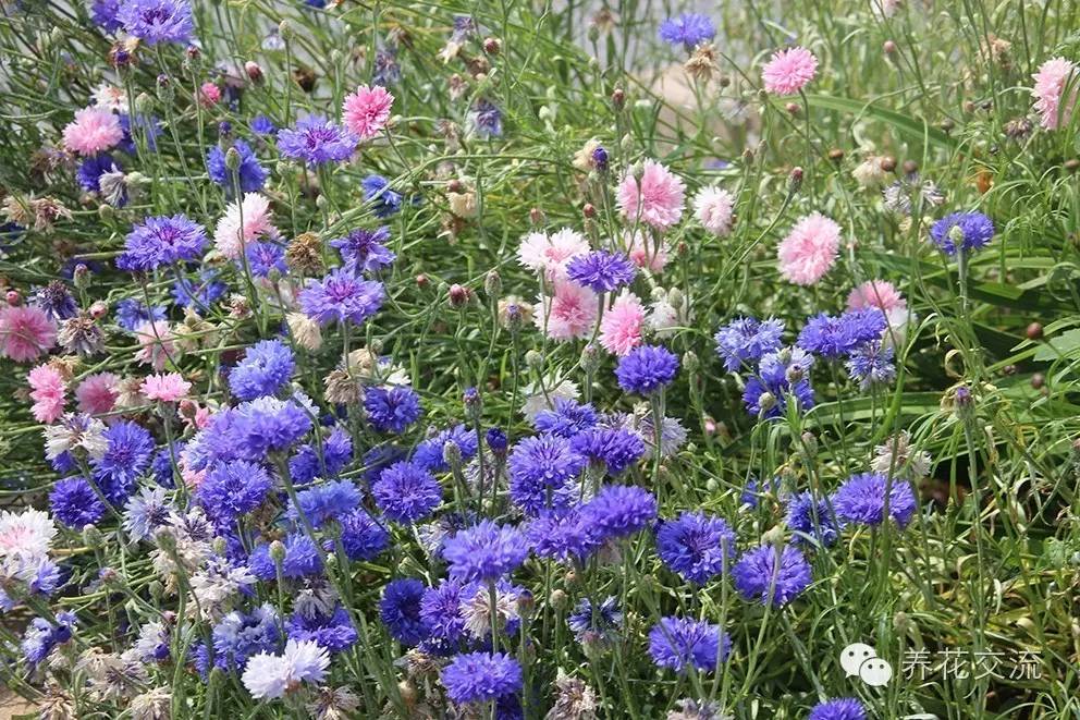 20种一二年生花卉,22种花朵