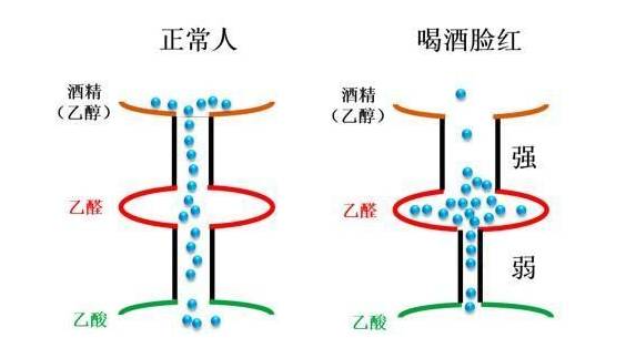 喝酒脸红的人到底能不能喝牛奶,喝酒脸红的人到底能不能喝图片