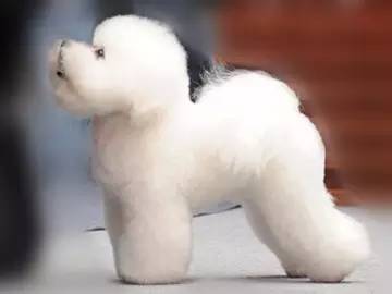 宠物美容比熊,比熊犬怎么理发美容