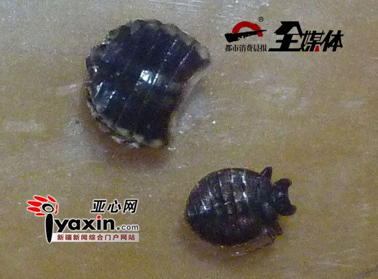 阔别近二十载“臭虫君”归来乌鲁木齐三户居民被咬