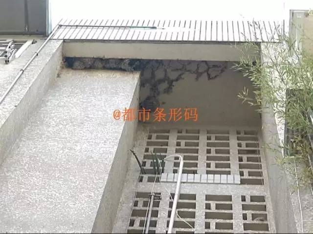 小区燕子来访居民不堪其扰