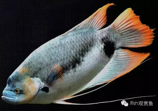 玩家“战船”哪能说翻就翻！