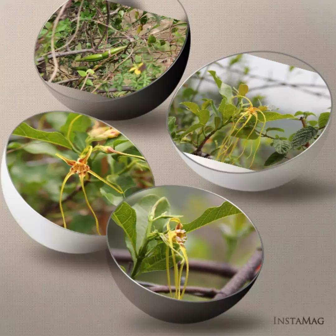 植物果实怎么分类,植物果实的分类