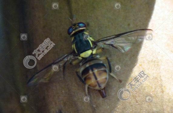 柑橘大实蝇表现,怎样防柑橘里的蛆