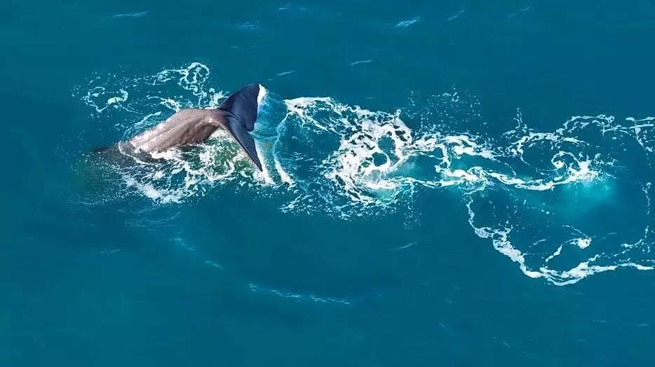 新西兰南岛大海,新西兰海鲜哪个最好吃视频