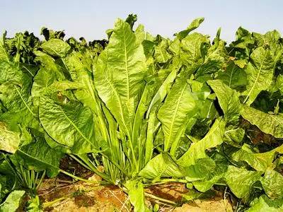 正宗日本芥末,这些年我们吃的东西